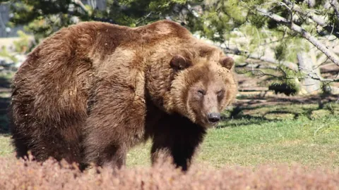 “湖人名将加盟独行侠，重返故地情深意长”
